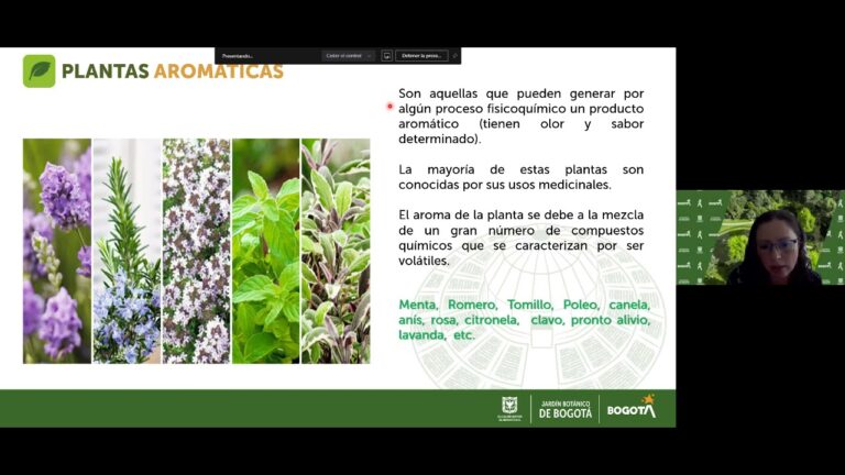 Usos Terap&eacute;uticos de la Aromaterapia en Ambientes