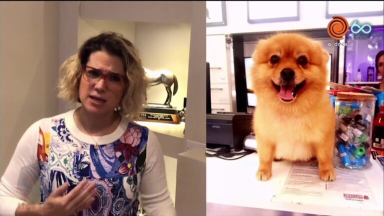 Spas Exclusivos para Mascotas: Lujo y Bienestar para Nuestros Compa&ntilde;eros